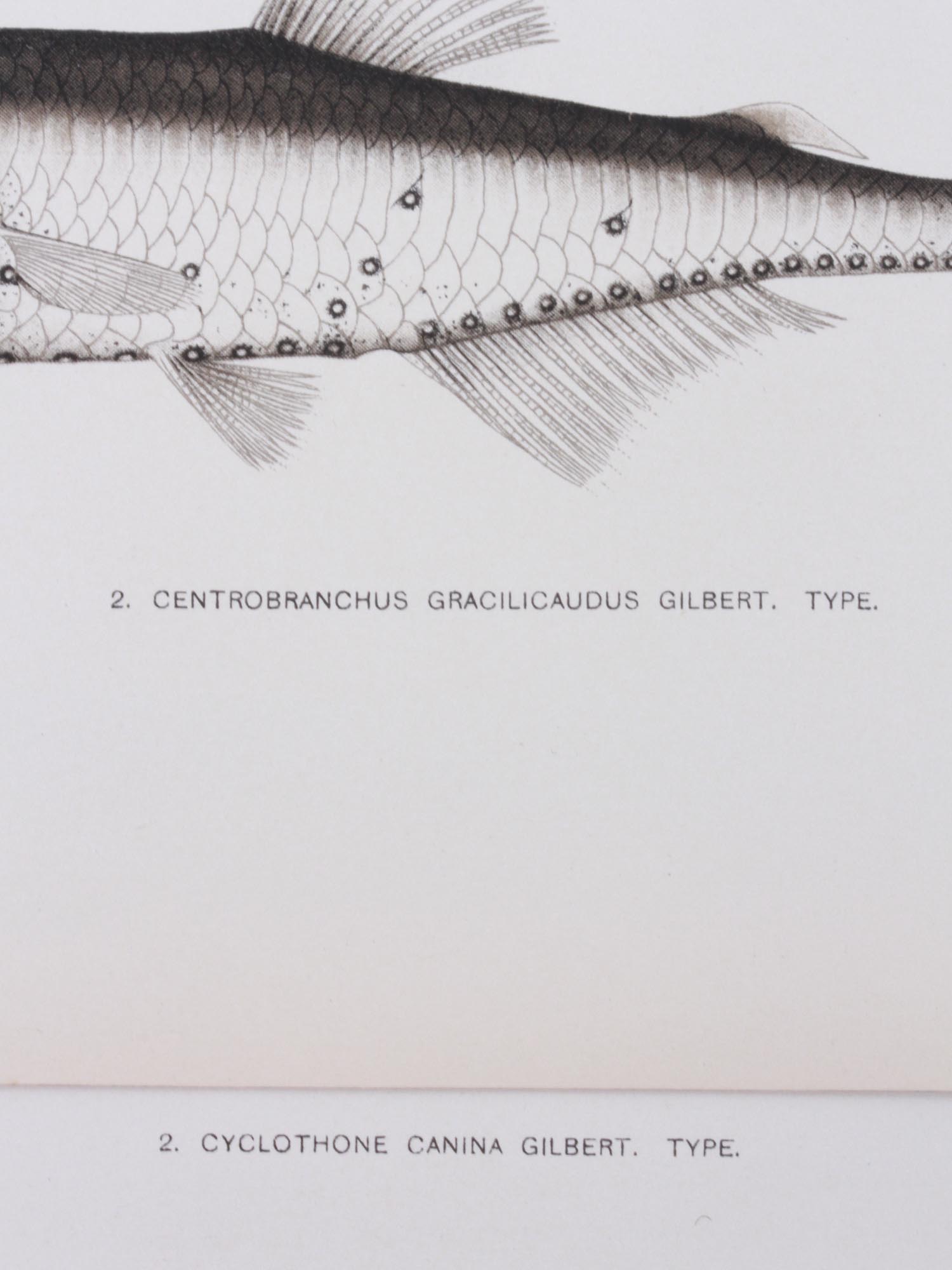 ANTIQUE 1903 FISH LITHOGRAPH PRINT COLLECTION PIC-4